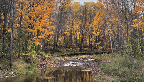 water-fall-creek-trees-with-fall-leaves