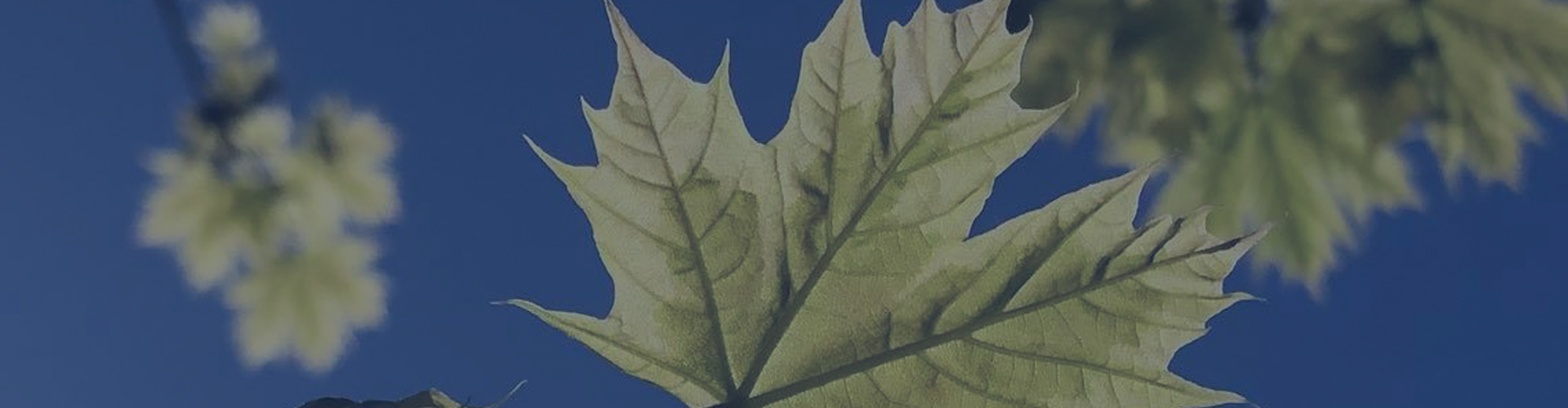 maple-leaves-in-blue-sky