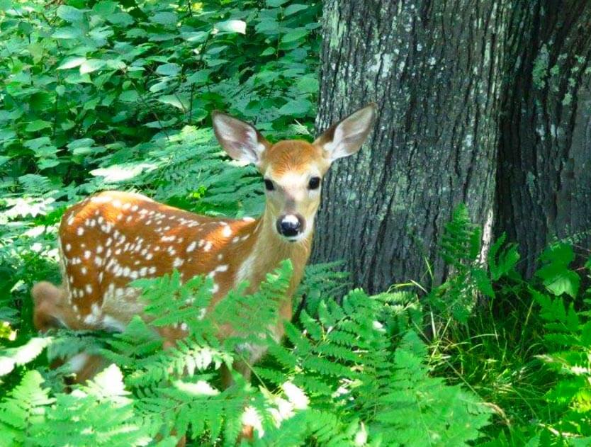 fawn-hiding-in-wisconsin-county-forest