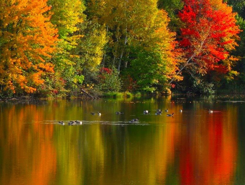 geese-on-lake-reflecting-fall-colors-in-wi