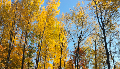 young-girl-hiking-in-fall-forest