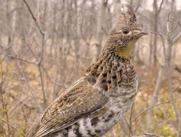 Sustainable Forest Management | Wisconsin County Forests Association