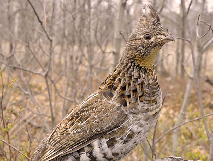 ruffed-grouse-in-wi-county-forest